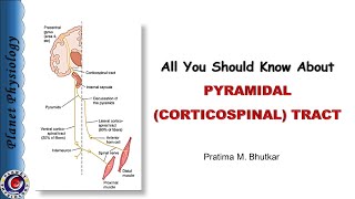 Pyramidal tract  Corticospinal tract [upl. by Spearman]