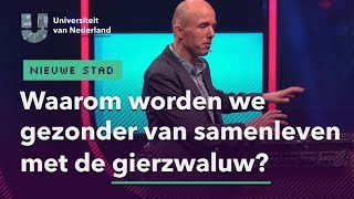 Waarom worden we gezonder van samenleven met de gierzwaluw  DE NIEUWE STAD [upl. by Peednama]