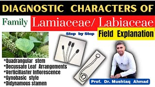 Family Labiateae Diagnostic Characters  Family Lamiaceae  Family Labiateae  Info Biodiversity [upl. by Tevlev]