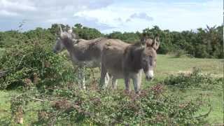 Discover the New Forest National Park [upl. by Lleznov]