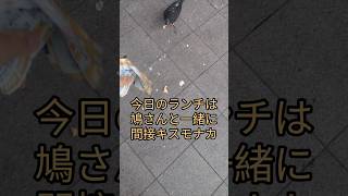 鳩とランチで間接キス チョコモナカジャンボ dove 鳥 鳥好き 鳩 pre鳩 動物 森永 ランチ ランチ巡り アニマルビデオ AV JapaneseAV 散歩 餌付け [upl. by Oicirtap]