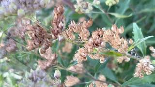 Collecting Caryopteris Seed [upl. by Burne990]