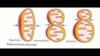 MITOCONDRIA Y PEROXISOMAS UNIDAD 7 [upl. by Eelyrag459]