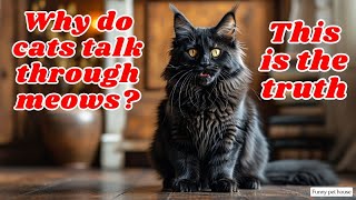 Why do cats talk through meows This is the truth cat meow [upl. by Say]