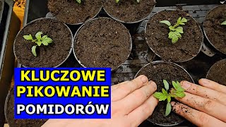 Kluczowe Pikowanie Pomidorów Jak Pikować Pomidory Krok po Kroku Nawożenie Rozsada Pomidora Uprawa [upl. by Morly]