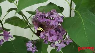 Snowberry Clearwing Humming Bird Moth Flying Around A Lilac Bush [upl. by Landan]