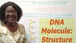 DNA Structure Explained [upl. by Clare971]