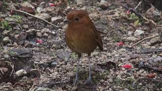 Grallaire dÉquateur Grallaria saturata Equatorial Antpitta [upl. by Serg365]