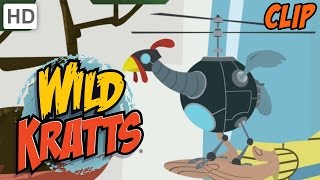 Wild Kratts  Catching a Wild Cat [upl. by Nerrak]