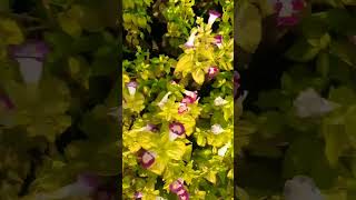 Torenia Flowers nature floweringplant shorts ☘️☘️ [upl. by Nerty]