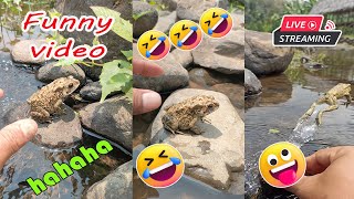 Catching frog funny make you laugh  funny cute animal  funny catc frog for fun [upl. by Gillette269]