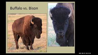 Texas State Bison Herd An American Icon Donald Beard TPWD [upl. by Gabe]