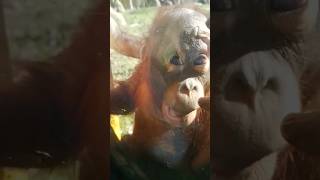 🦧 ORANGUTÁN BEBÉ comiendo🍭😚shortsorangutancuteeatingice [upl. by Adriaens]