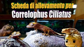 Correlophus Ciliatus Scheda di Allevamento  tutorial  rettile  Bassi Garden [upl. by Sowell49]