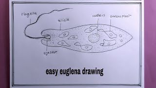 how to draw euglena easyeuglena drawing [upl. by Kera100]