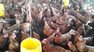 Poultry Farming In Uganda Okulunda Enkoko Zamagi Kuku Cage Free [upl. by Ursa420]