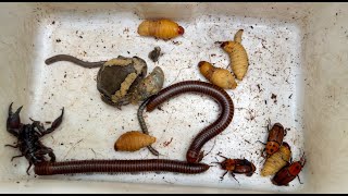 Wonderful I Found So Many Palm Weevils  Centipede and Giant Millipedes with other Poison Insects [upl. by Ydnerb]