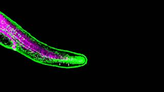 Zebrafish fin development [upl. by Gonsalve129]