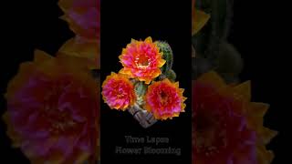 Cactus Flower in Bloom A Desert Wonder flowers shorts cactus cactusflower cacti timelapse [upl. by Adnilre]