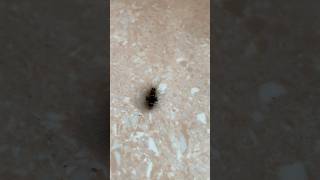 White eyes caterpillar 🐛 youtubeshorts shortvideo animals travel shortsfeed [upl. by Aicena731]