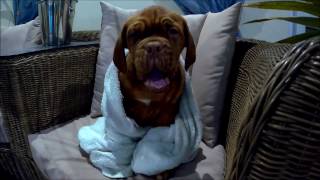 dogue de bordeaux  puppy 12 weeks  first swimming [upl. by Nnaerb]