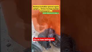 Kochaga tashlab ketmang🥺 rek cat uzb animals uzbeklar funny rekda nuriddindomla cute [upl. by Nomahs]