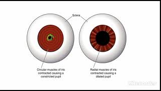 Structure of human eye [upl. by Dougal]