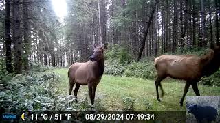 Elk Herd Triggers Our Trail Camera [upl. by Brandice]