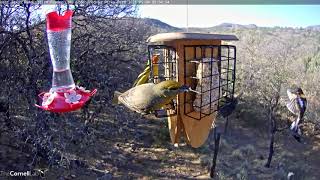 Female Hepatic Tanager Joins Western Tanagers At The Suet Feeder – May 4 2021 [upl. by Anawak]