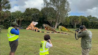 Day 1 New iguana Removal Job Iguanas take over Tree By Private school [upl. by Kenay]