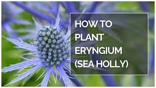 How to plant Eryngium sea holly shorts [upl. by Prudie599]