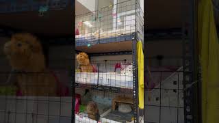 The guinea pigs are squeaking loudly capybara cute guineapig cuteanimals pets cute adorable [upl. by Eldreeda]