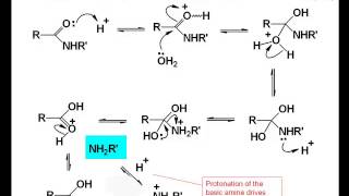 Chemistry Vignettes Amide hydrolysis [upl. by Nahsrad737]