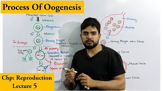 Oogenesis  How egg cells are produced [upl. by Asenav575]