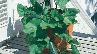 Growing Cucumbers in a Container [upl. by Juditha356]