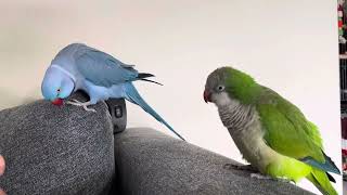 Adorable Blue Ringneck Parrot Gets Jealous of Mano Monk Parrot  Funny Talking Parrot Moments [upl. by Henricks372]