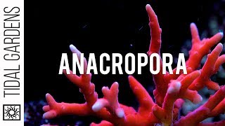 Anacropora Coral Care Tips [upl. by Lledualc]