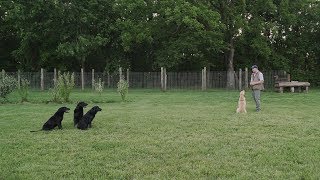 Obedience and Heelwork For Your Retriever [upl. by Buerger]