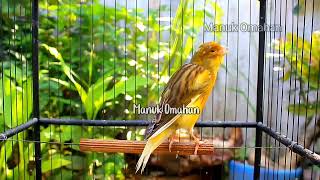 Canary song for mating training of beautiful Belgian canaries 157 [upl. by Hendry]