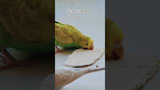 ASMR Budgies Enjoying Cuttlebone cutepets birds budgies pets [upl. by Hephzibah206]