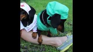 Puppy Emergency Response Drill Extended Vine Video [upl. by Adiene854]