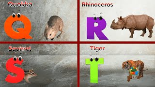 Animal phonics song for kids Alphabets phonics for kids Phonics Song for toddlers kindergarten [upl. by Eilloh]