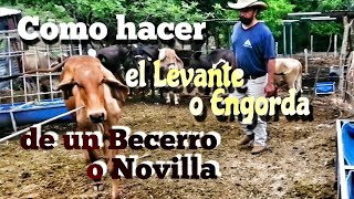 Como hacer un levante o engorda de becerros o novillas [upl. by Selrahc647]