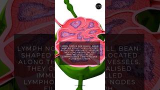 Lymphatic system  Life Processes  Life Processes  Class 10 Biology [upl. by Kayne]