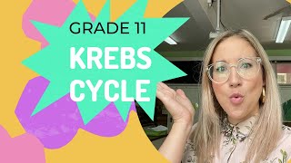 KREBS CYCLE  Cellular Respiration [upl. by Nevs]