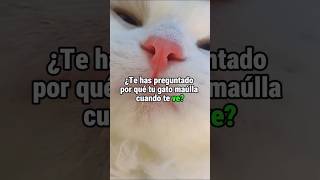 ¿Por qué tu GATO te MAÚLLA 5 razones reveladas😻🐾 gatos maullido [upl. by Nydnarb376]