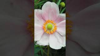 Anemone  Windflowers in Buttercup Family Ranunculaceae  Observed in Description [upl. by Kopp]