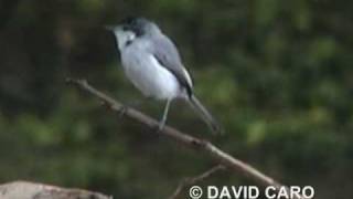 Tropical Gnatcatcher Curruca Tropical Polioptila plumbea [upl. by Waldo]