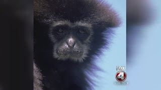 Naples Zoo searches for missing gibbon [upl. by Atews467]