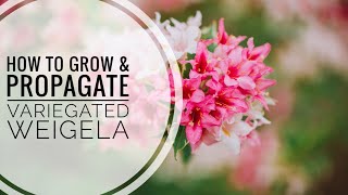 Master the Art of Propagating Variegated Weigela  Part 1 [upl. by Seyah433]